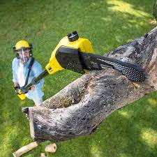 Best Leaf Removal Services  in Santa Ynez, CA