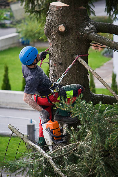 Why Choose Our Tree Removal Services in Santa Ynez, CA?