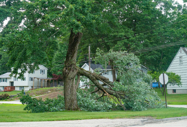 Best Emergency Tree Removal  in Santa Ynez, CA