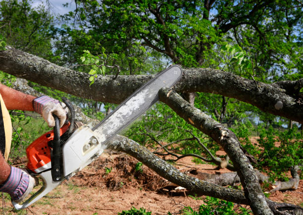 Best Firewood Processing and Delivery  in Santa Ynez, CA